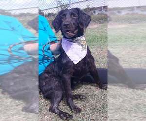 Boykin Spaniel Dogs for adoption in Orangeburg, SC, USA