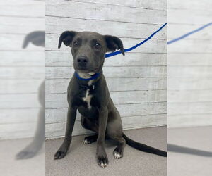 American Pit Bull Terrier Dogs for adoption in San Bernardino, CA, USA