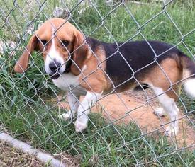 Beagle Dogs for adoption in Holly Hill, SC, USA