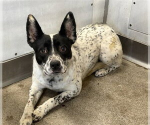 Mutt Dogs for adoption in San Bernardino, CA, USA