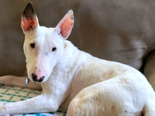 Bull Terrier Dogs for adoption in West Hollywood, CA, USA