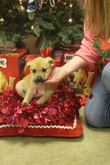 Medium Photo #1 Boxador Puppy For Sale in SHERBURNE, NY, USA