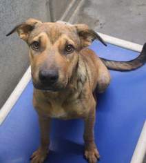 Mutt Dogs for adoption in Unity, NH, USA
