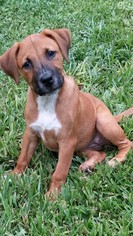 Boxador Dogs for adoption in Lithia, FL, USA