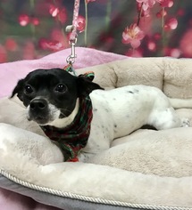 Rat Terrier Dogs for adoption in Fort Pierce, FL, USA
