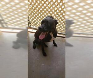 American Bulldog Dogs for adoption in Fort Walton Beach, FL, USA