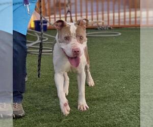 Mutt Dogs for adoption in Las Vegas, NV, USA