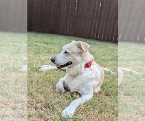 Great Pyrenees-Unknown Mix Dogs for adoption in Rowlett, TX, USA