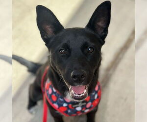 Border Collie-Unknown Mix Dogs for adoption in Canton, CT, USA