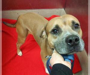 Medium Photo #3 American Staffordshire Terrier Puppy For Sale in Fort Lauderdale, FL, USA