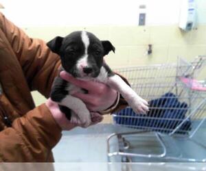 American Pit Bull Terrier-Unknown Mix Dogs for adoption in Tulsa, OK, USA