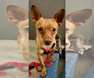 Chihuahua Dogs for adoption in Santa Barbara, CA, USA