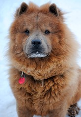 Chow Chow Dogs for adoption in Fargo, ND, USA