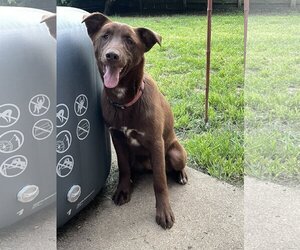 Labrador Retriever Dogs for adoption in Columbus, IN, USA