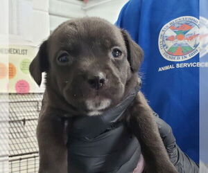 Dachshund-Unknown Mix Dogs for adoption in San Bernardino, CA, USA