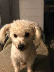 Poodle (Miniature) Dogs for adoption in Azle, TX, USA