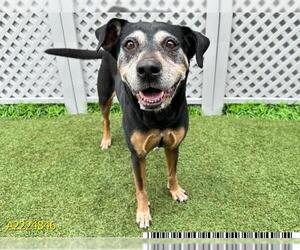 Rottweiler-Unknown Mix Dogs for adoption in West Palm Beach, FL, USA