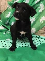 Borador Dogs for adoption in Tunica, MS, USA