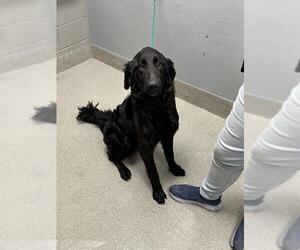 Labrador Retriever-Unknown Mix Dogs for adoption in Las Vegas, NV, USA