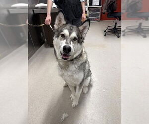 Alaskan Malamute Dogs for adoption in Fairbanks, AK, USA