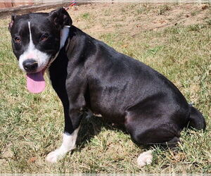 American Pit Bull Terrier-Unknown Mix Dogs for adoption in Wetumpka, AL, USA