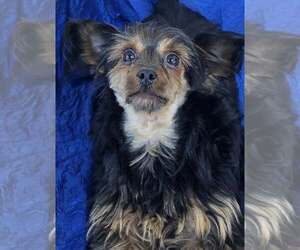 Mutt Dogs for adoption in Cuba, NY, USA