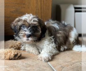 Coton de Tulear Dogs for adoption in Brooklyn Center, MN, USA
