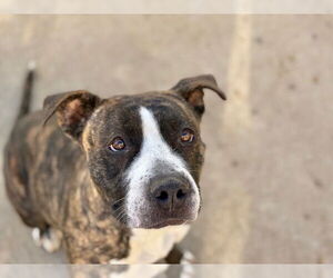 Mutt Dogs for adoption in Tulsa, OK, USA