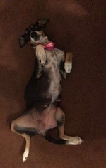 Meagle Dogs for adoption in Dallas, TX, USA