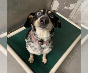 Basset Hound Dogs for adoption in Galax, VA, USA