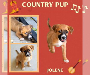 Mutt Dogs for adoption in Lindsay, CA, USA