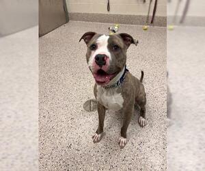 American Pit Bull Terrier Dogs for adoption in Brighton, CO, USA
