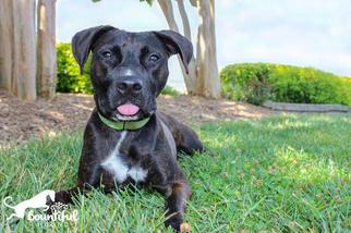 American Pit Bull Terrier Dogs for adoption in Leonardtown, MD, USA