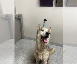 Siberian Husky-Unknown Mix Dogs for adoption in Pasadena, TX, USA
