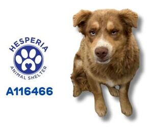 Australian Shepherd Dogs for adoption in HESPERIA, CA, USA