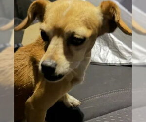 Chihuahua Dogs for adoption in Tracy, CA, USA