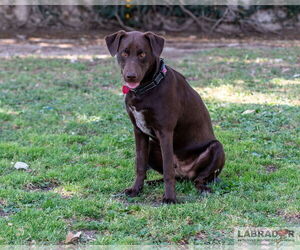 Labrador Retriever-Unknown Mix Dogs for adoption in Clovis, CA, USA