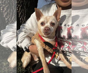 Chihuahua Dogs for adoption in Newport Beach, CA, USA