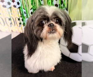 Shih Tzu-Unknown Mix Dogs for adoption in Cranston, RI, USA