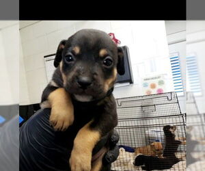 Dachshund-Unknown Mix Dogs for adoption in San Bernardino, CA, USA