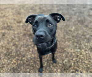 Medium Photo #1 Labrador Retriever-Unknown Mix Puppy For Sale in Santa Cruz, CA, USA