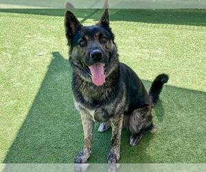 Akita-Unknown Mix Dogs for adoption in Orange, CA, USA