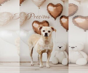 Chug Dogs for adoption in McKinney, TX, USA