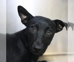Mutt Dogs for adoption in San Antonio, TX, USA