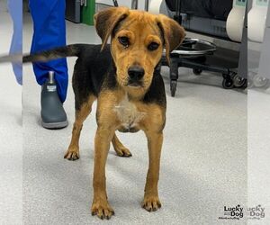 Retriever -Unknown Mix Dogs for adoption in Washington, DC, USA