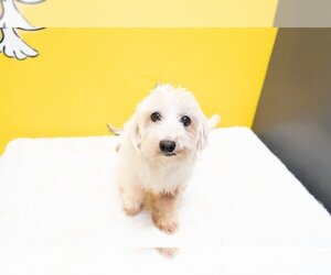 Maltichon Dogs for adoption in Studio City, CA, USA