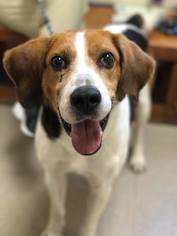 Treeing Walker Coonhound Dogs for adoption in Newfield, NJ, USA