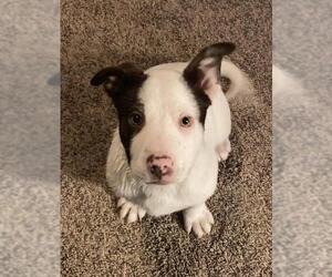 American Pit Bull Terrier-Border Collie Mix Dogs for adoption in Laramie, WY, USA