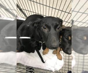 Doberman Pinscher-Unknown Mix Dogs for adoption in Conroe, TX, USA