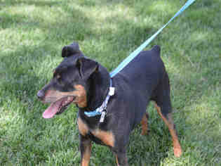 Miniature Pinscher Dogs for adoption in Fort Collins, CO, USA